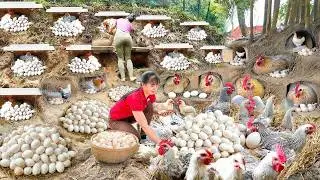 Harvest 1000+ Eggs On The Chicken Farm, Use Truck Transport Chicken Eggs Go To Market Sell