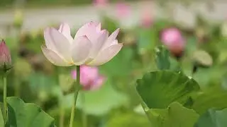 Lotus Flowers Free Stock Video Footage No Copyright