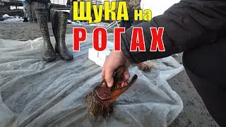 ЩуКа  на РОГАХ | РЕАКЦИЯ БАБУЛЬКИ | ТРЭШ АУКЦИОН |  БАРАХОЛКА на МИЛЛИОН