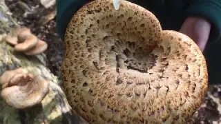 Dryad's Saddle Sandwiches (Polyporus squamosus)