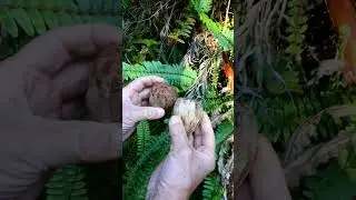 Pandanus Palm Delicious Survival Food