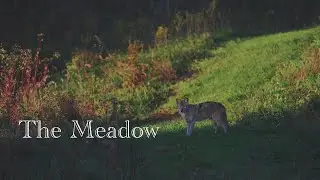 The Meadow (Canon R5 + 200-400mm)