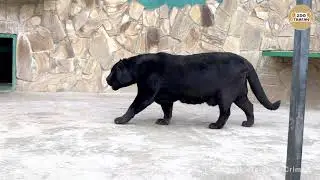 As the panther growls. Jaguar roar. Taigan