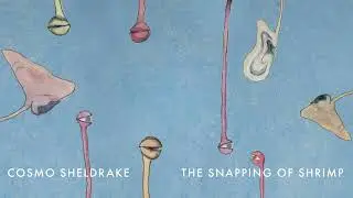 Cosmo Sheldrake - The Snapping Of Shrimp