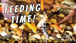 Community 40 Gallon Feeding Time! Plecos, Yo-Yo Loach, Rasboras & More