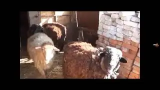 ! ХБ