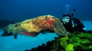 An alien of the underwater world hypnotizing victims. Cuttlefish!