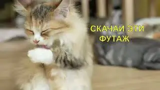 Кошка умывается 5 фон для видеомонтажа Котики обормотики