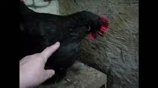 Заболела курочка, лечу
