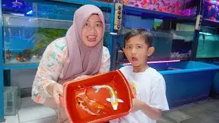 SELAMAT TINGGAL IKAN KOI 😭 BELI IKAN KOI BARU