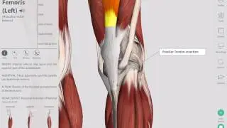 Deep Tendon Reflexes | Complete Anatomy