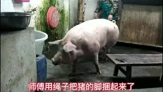 Pig Slaughter - Killing pigs with this method, one person is enough