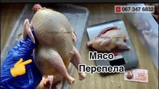 Какая порода перепела самая мясная//Купить мясо перепела Хитрук Елена Украина