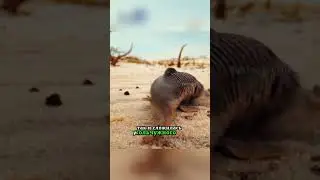 Рыба ползёт через пустыню💪 Если вода не идёт к рыбе то рыба идёт к воде🐟🏝
