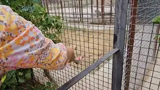 ❤️Юный ЛЕВ Усама тоже получает угощение.  #тайган