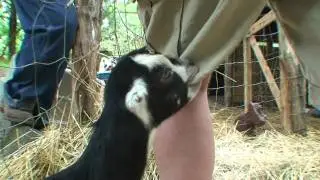 BABY GOAT EATS PANTS