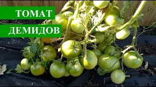 Томат Демидов, посадил и забыл, собрал много урожая в конце сезона