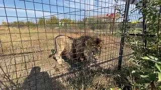 Лев Марсель ЖИВ и ЗДОРОВ не смотря на плакальщиц )))