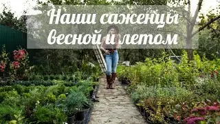Какие они - саженцы в питомнике 