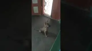 Maruthu  Kombai Puppy  😀😁😂