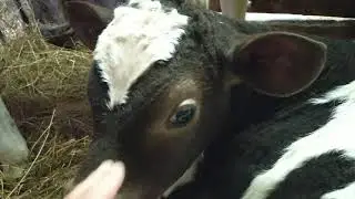 Купил маленьких бычков.