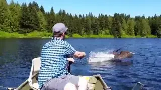 Eagles steals fisherman's catch at lake