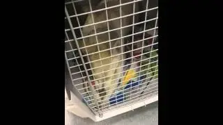 Цобакен