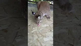 Рысь Даша - жара