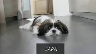 Our dog Lara who is here about 26 weeks old