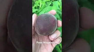 Персик Роял Маджестик - Агро Сад 2023