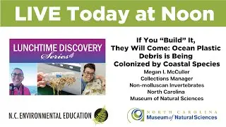 Lunchtime Discovery: If You “Build” It, They Will Come