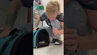 КОШКА ПОСЛЕ ОПЕРАЦИИ РАЗНОСИТ КВАРТИРУ ! 