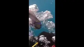 Curious Fish Enjoys Diver's Bubbles in Maldives