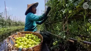 LGBTQ farmer faces discrimination in Myanmar | Radio Free Asia (RFA)