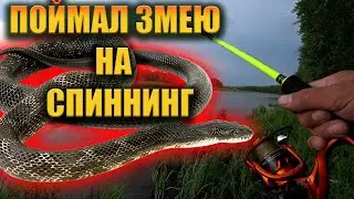 ПОЙМАЛ ЗМЕЮ НА БЛЕСНУ. Snake on spinning. 😳