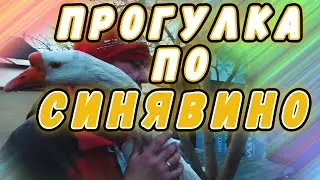Прогулка по садоводству СИНЯВИНО, Соседи. Строим дом