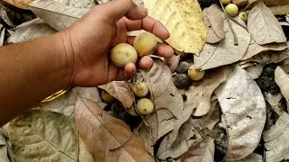 Luru Duku Palembang asli