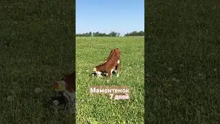 Наш «маменькин сынок» Мамонтенок 