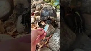 В гостях у красноухих черепах