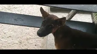 wondering puppy