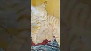 Newborn Kittens Just A Few Hours Old! #newborn #SHORTS 2022