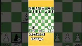 Северный гамбит - мощное дебютное оружие для начинающих! 