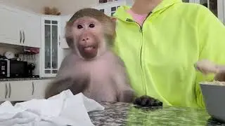 Гамадрил Ники и Луна , кушаем , кто с нами?!🙊