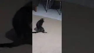 Remzi - Kedi Remzi