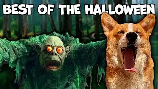 Best Talking Corgi Videos (Halloween Edition)