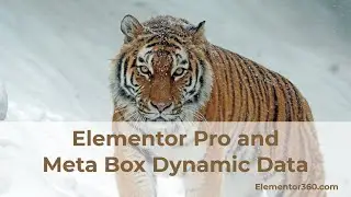 Elementor Pro and Meta Box Dynamic Data