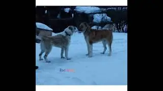 Приобрёл огромную суку...Кавказский Волкодав...