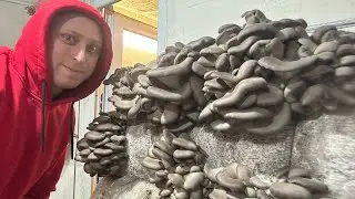 Грибная ферма изнутри!Вешенка,Шиитаке,Пиопино!About a mushroom farm!Oyster Mushroom,Shiitake,Piopino