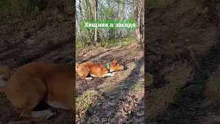 Хищник басенджи. Охотник в засаде. Palina - Месяц 