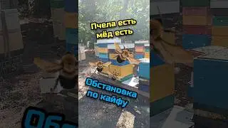 МЁДУ БЫТЬ 